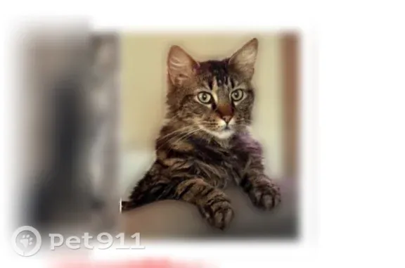Lost cat, Clearlake, Californi...