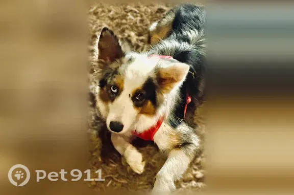 Lost dog, Orange Grove Avenue,...