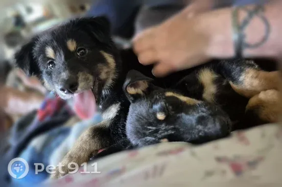 Found dog Emmet, photo: Found dog, Emmet — black with brown
