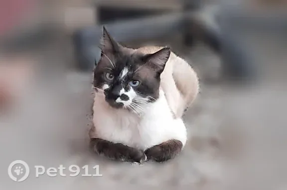 Lost cat, Sugar Beet Row, 20,...