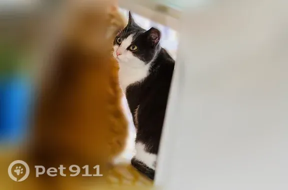 Lost cat, Hunt Station Drive,...