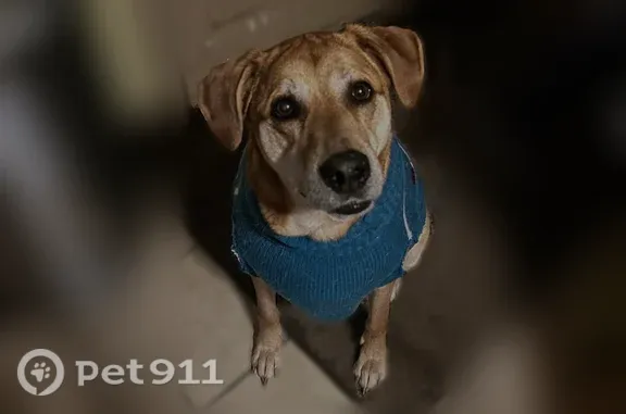 Lost dog, South Sawyer Avenue,...