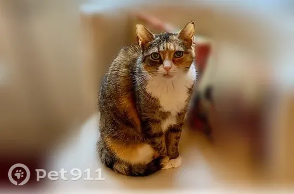 Lost cat, Deveron Drive, 23, Manhattan - shy, sweet, small - photo