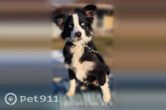 Lost dog, East Wilson Avenue,...