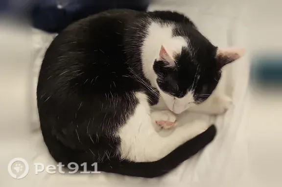 Lost cat, Belmont Avenue, 1305, Mulberry - black and white, shy - photo