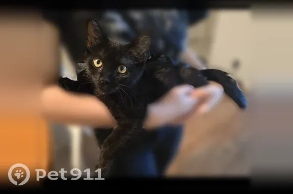 Lost cat, Belmont Avenue, 1269, South Mulberry, Mulberry - female, black fur - photo