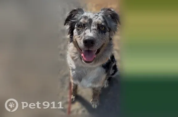 Found dog Junction City, photo: Found dog, High Pass Road, 27217, Junction City - small female, blue merle coat, gold eyes