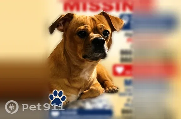Lost dog, Stanley Street, 578, New Britain - male, golden, no collar - photo