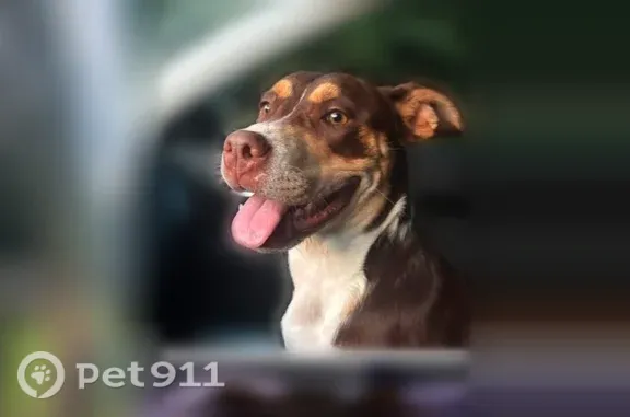 Lost dog, Grimwood Road, Alabama, Meridianville — friendly female - photo
