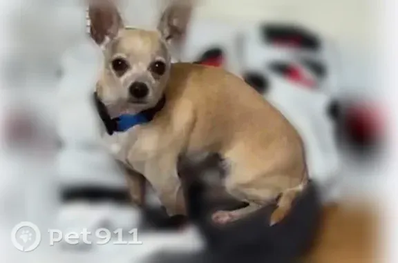 Lost dog, North 41st Street, 2764, East St. Louis - male, leash still attached - photo