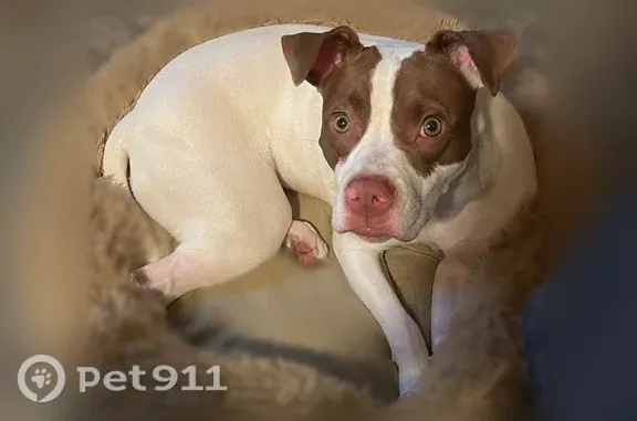 Lost dog, Highway Avenue, 927, Covington, Columbus - female, all white with brown spotted eyes - photo