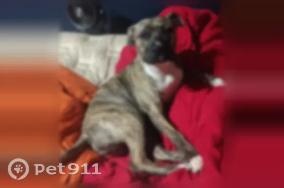 Lost dog, North Germantown Parkway, 4140, Bartlett - brindle pitbull/lab with a Cherry collar - photo
