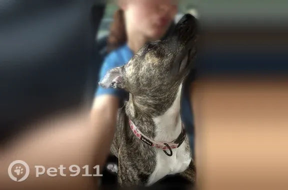 Lost dog, U.S. 70, 8200, Arlington - female, brindle, 7 months old - photo