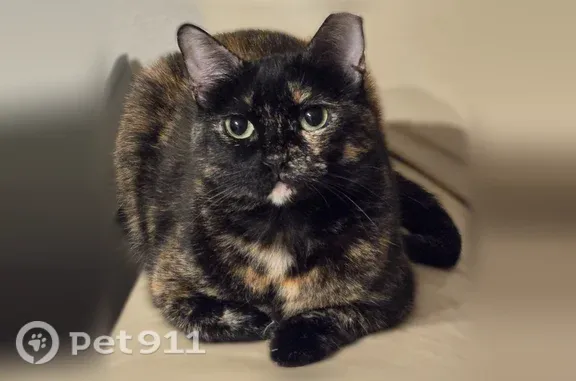 Lost cat, Farm to Market Road 2931, 5000, Aubrey — female, shy tortoiseshell with a white chin - photo