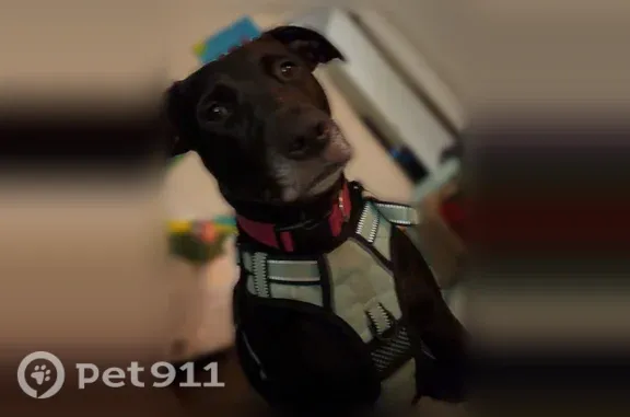 Lost dog, Turrell, Arkansas - female, grey chin, navy shock collar - photo