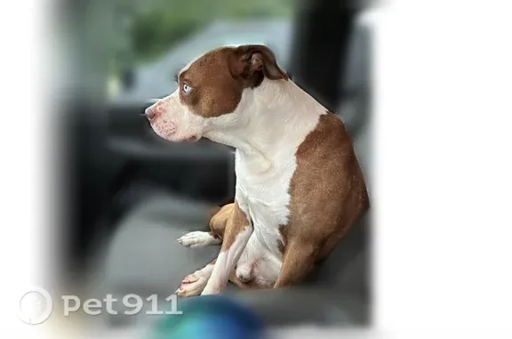Lost dog, Elm Street, 123, Pantego - brown and white with ice blue eyes - photo