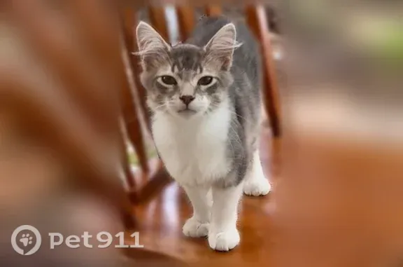 Missing cat Wichita, photo: Lost cat, Acadia Street, 376, Wichita - male, 4 mo old, polydactyl