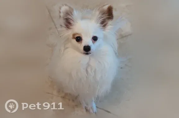 Missing dog Female, Herndon (usl543827) - photo