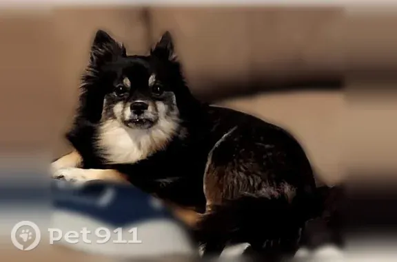Lost dog, U.S. 377, 111, Aubrey — female Pomeranian, very skittish - photo
