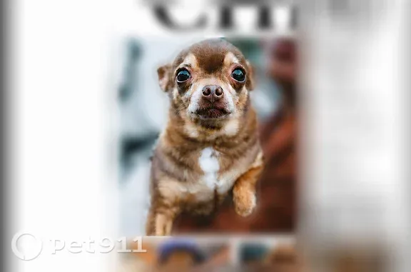 Lost dog, Avery Parkway, New Braunfels - senior, 4 lb, needs medication - photo