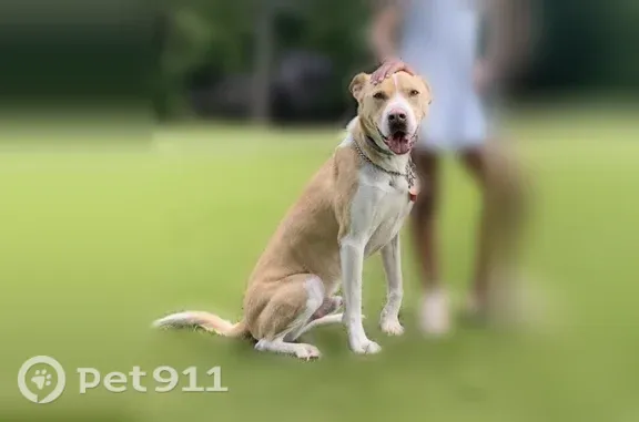 Lost dog, Honeycomb Drive Southeast, 3790, Conyers, Alpharetta - male, blonde/tan with white marks - photo