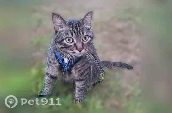 Lost cat, Great Road, 346, Bedford — male, timid and friendly - photo
