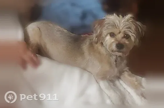 Lost dog, Louisville Avenue, 3017, El Paso - female - photo