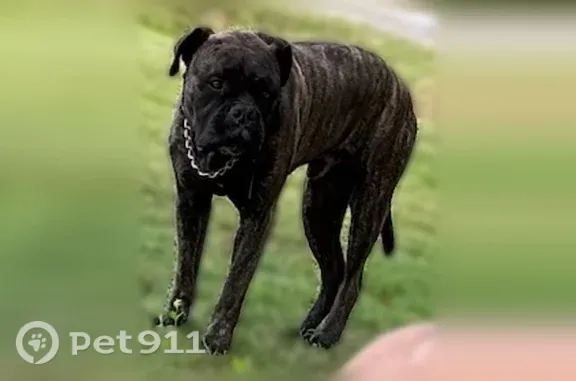 Lost dog, West Road, 1436, Chesapeake - friendly bull mastiff - photo