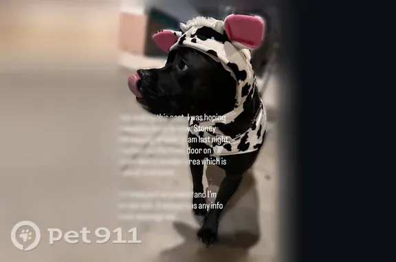 Lost dog, Airport Boulevard, 4411, Austin — male, timid, tan Carhartt collar - photo