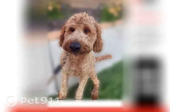 Lost dog, Copper Ridge Boulevard, Lakeland - brown dog with a maroon collar - photo