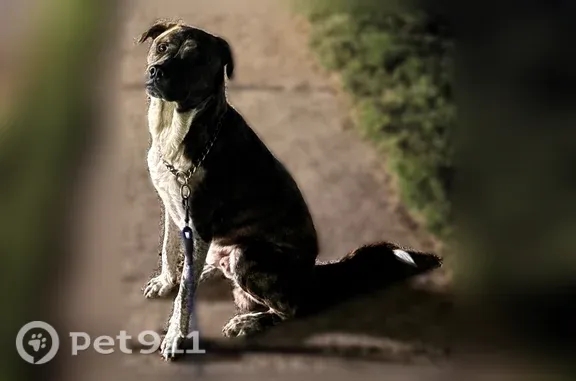 Lost dog, Dogwood Circle, 300, Norcross - male, tall and skinny - photo