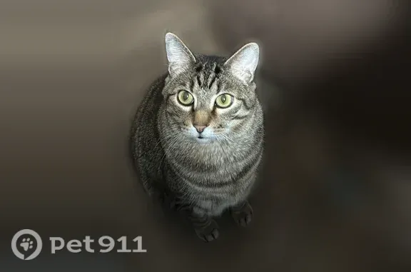 Lost cat, Walnut Grove Way, 201, Pendergrass, Atlanta - gray and black, big green eyes - photo