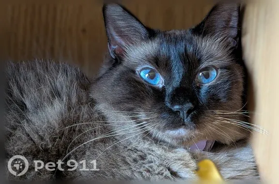 Missing cat Savannah, photo: Lost cat, Barnhill Drive, Savannah - fluffy with bright blue eyes