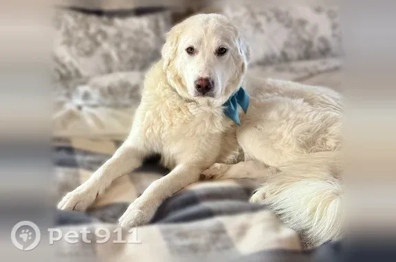 Lost dog, County Road 123, Colorado, Denver — female Great Pyrenees with a yellow reflective collar - photo