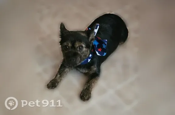 Lost dog, Lentz Road, 2435, China Grove, Kannapolis — female yorkie mix, around 4 years old - photo