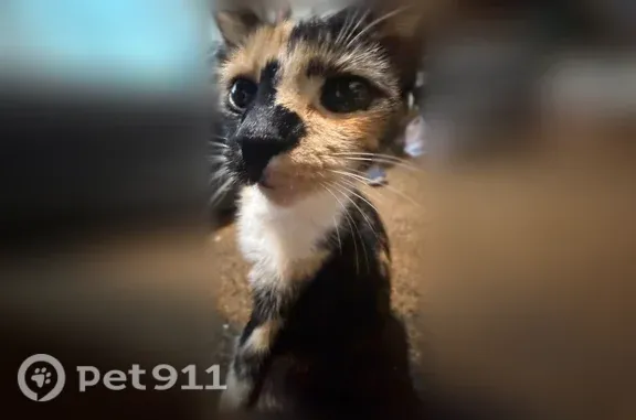 Lost cat, Limekiln Road, 408, New Cumberland - small calico female, about 1 year old - photo