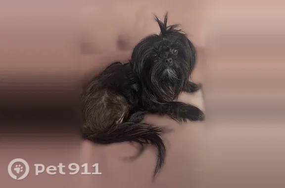 Lost dog, Bork Memorial Drive, Chicago — black Shih Tzu - photo