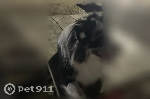 Lost dog, Early Fall Drive, 6615, Humble - male with light blue almost white eyes - photo