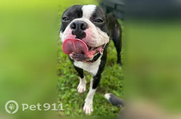 Found dog Andrews, photo: Found dog, Andrews, North Carolina, Arlington - intact male Boston Terrier
