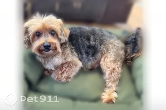 Lost dog, Lemon Avenue, 1712, Long Beach - male, missing teeth - photo