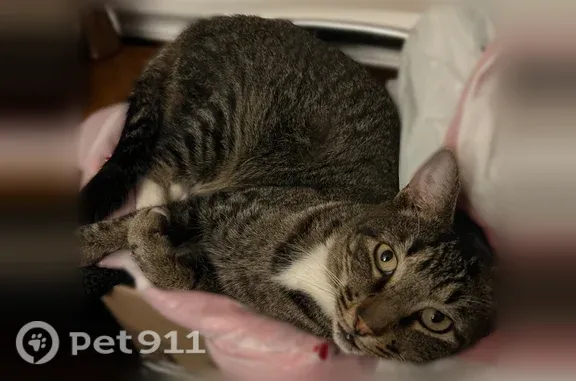 Lost cat, Southwick Cove, 292, Conway — male - photo