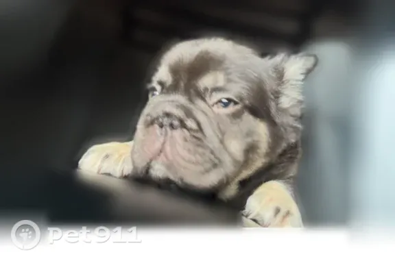 Lost dog, Arlington - French bulldog puppy, all brown with light brown paws - photo