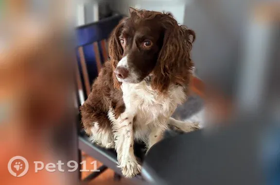 Lost dog, West 2 Mile Road, 3770, Lincoln Township, White Cloud - female, 12 years old springer spaniel - photo