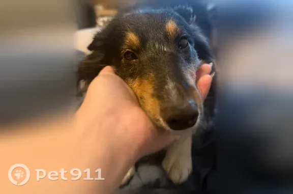 Lost dog, Pleasant Chapel Road, Heath - female tri-colored sheltie - photo