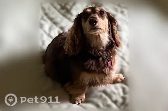 Lost dog, NorthEast 204th Street, 10028, Bothell - brown long-haired dachshund - photo