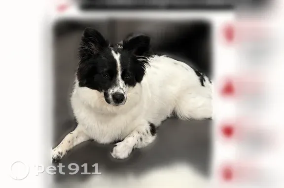 Lost dog, Illinois 83, 4251, Long Grove - photo