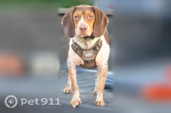 Lost dog, Birch Drive, 2069, Sears, Evart - timid neutered male beagle with 2 collars - photo