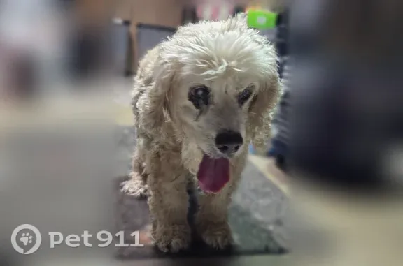Found dog Liberty, photo: Found dog, Tudor Lane, 1601, Liberty — curly hair