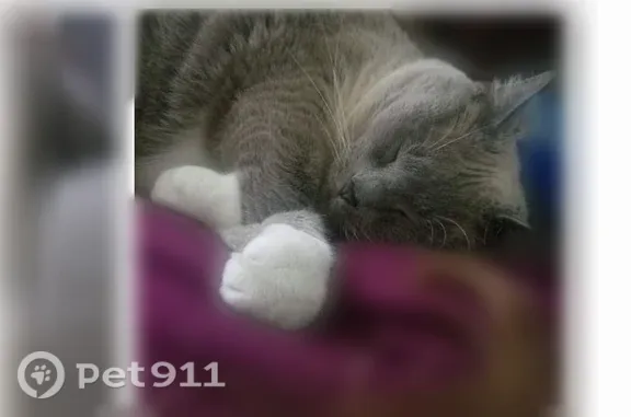 Lost cat, North Chilson Street, 1243, Bangor Township, Bay City — extremely shy, answers to Jasmine - photo