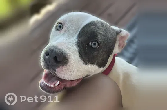 Lost dog, South Vernon Avenue, 8600, Chicago - very friendly and playful - photo